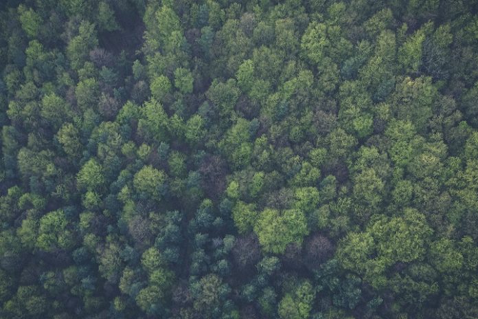Plată de peste 1.000.000 de euro către Asociația Coridorul Verde, pentru un proiect de conservare a biodiversității în Pădurea Bogata, din județul Mureș