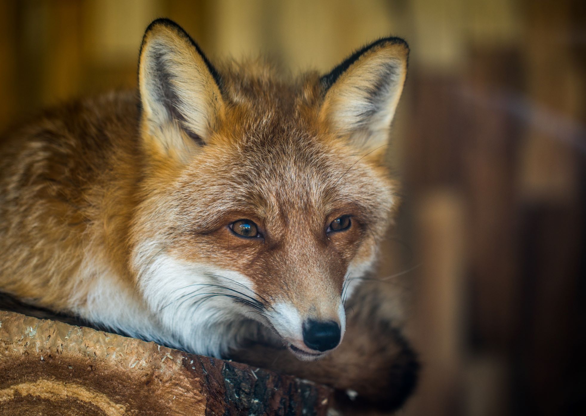 VULPILE ROMÂNIEI, VACCINATE ANTIRABIC! Autoritatea Națională Sanitar Veterinară și pentru Siguranța Alimentelor pune la dispoziție suma totală de 45.819.812 lei, pentru campania de vaccinare 2023