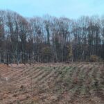 romsilva, padure, impaduriri, fond forestier
